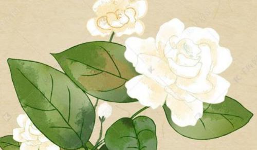 家里的财位应该放什么好 适合饰品好运加倍